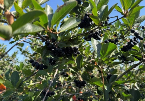 Uprawa i sprzedaż aronii – trudne pytania i celne odpowiedzi