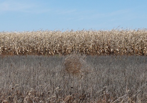 Dochody amerykańskich gospodarstw rolnych mają nieznacznie spaść. Nowa prognoza