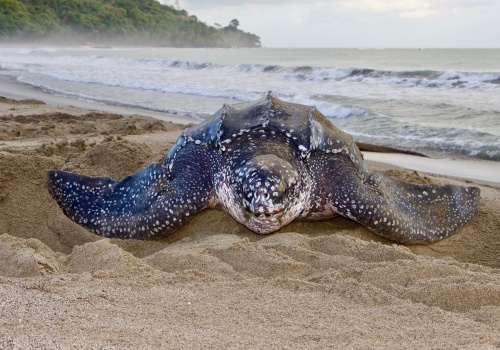 Żółwie tropikalne w Polsce: nowe odkrycie zmienia spojrzenie na dawną faunę Europy Środkowej