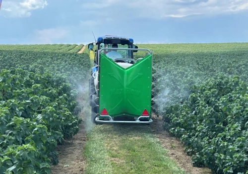 Porzeczki – nowe wyzwania w ochronie plantacji