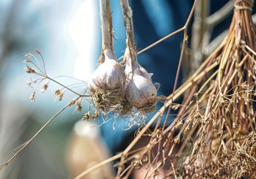 Kiedy należy wykopać czosnek zimowy? Po tym poznasz, że to już czas. Nie przegap tego momentu