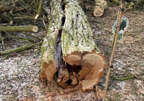 Prace porządkowe w parku w Wąsoszach. Oświadczenie Fundacji PODAJ DALEJ