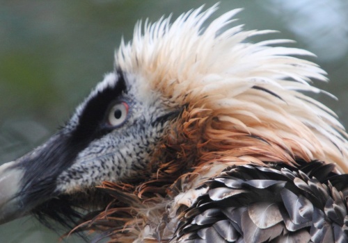 Przyrodnicy się cieszą. Ptak złożył jaja pierwszy raz od 100 lat