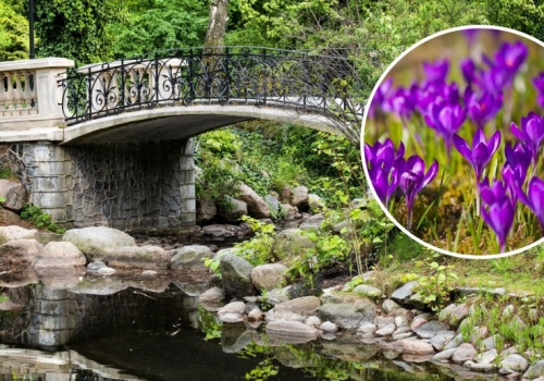 Wystarczą dwa tygodnie. Warszawa szykuje się na wielkie kwitnienie milionów kwiatów