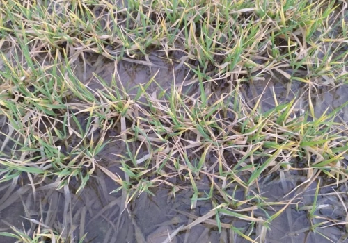 Czy uprawy wytrzymają nadmiar wody? Jak ratować rośliny po odwilży?