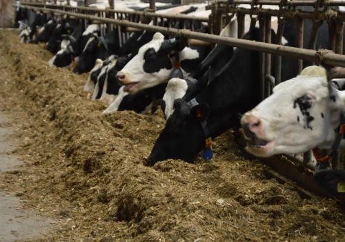 Inteligentne karmidło z Polski. Rolnik wie, która krowa, ile zjadła