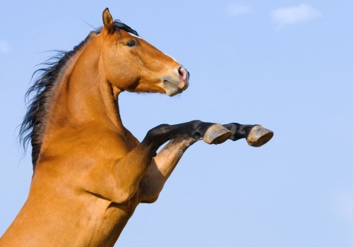 Chcą zakazać zabijania koni na mięso. 