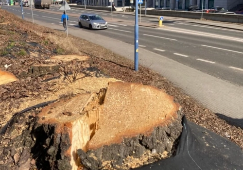 Katowice wycięły kilkadziesiąt drzew pod budowę krytykowanej drogi rowerowej
