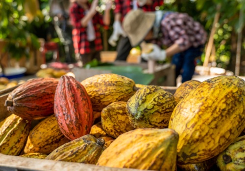 Kakao bez kupców. Afryka Zachodnia siedzi na setkach tysięcy ton zapasów