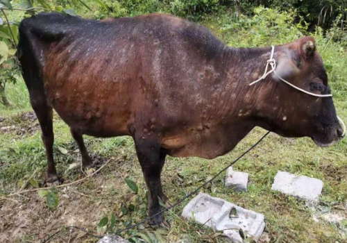 Guzowata choroba skóry bydła we Francji. Jak dziś wygląda sytuacja?