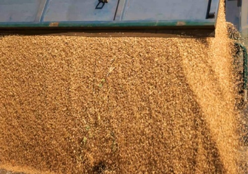 27.02.2026 Ceny skupu zbóż, kukurydzy, oleistych i strączkowych: handel praktycznie zamarł, eksport spadł do 1/3 poziomu sprzed dwóch lat