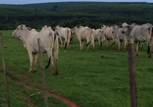 Irlandzcy rolnicy alarmują: brazylijska wołowina z antybiotykami i hormonami zagraża rynkowi UE