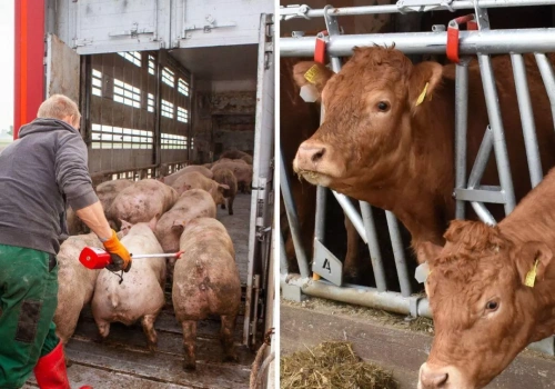 Nawet 71 tys. zł kary dla rolnika od 6 marca. Wielu nie wie o nowych przepisach