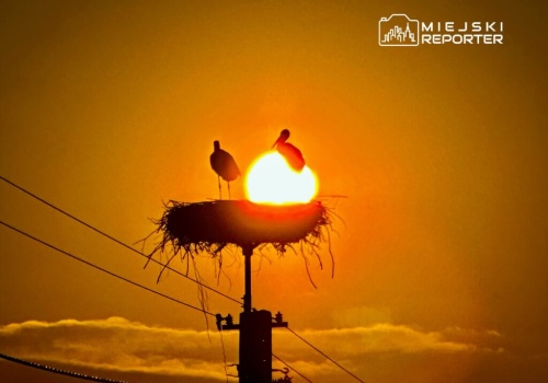 Pierwsze sygnały powrotu bocianów do Polski. Wiele osób liczy na szybki koniec zimy