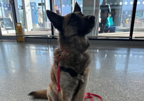 Lotnisko Chopina przygotowało udogodnienie dla zwierząt. Dzięki tej niespodziance nie trzeba się o nie tam bać