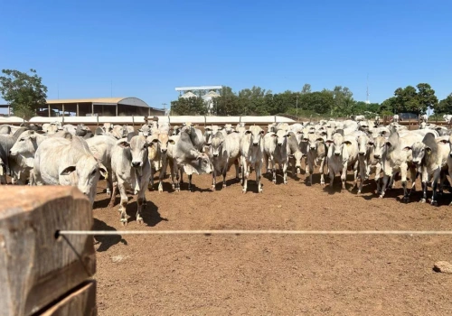 Rada UE uruchamia umowę tymczasową. Import z Mercosur może ruszać