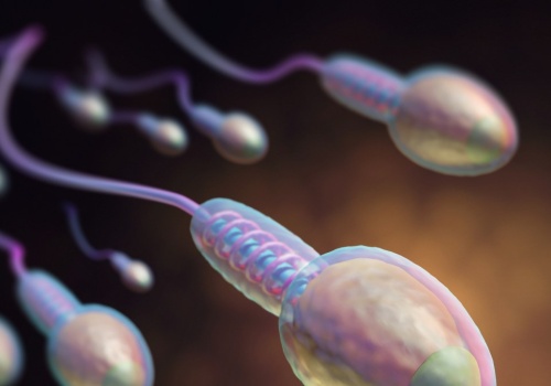 Latem plemniki są skuteczniejsze. Sezonowy rytm męskiej płodności