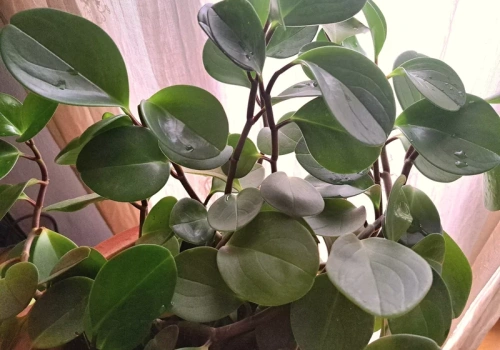 Żegnamy sansewierie i zamiokulkasy. Teraz rządzi peperomia – nowa królowa parapetów