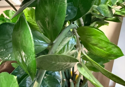 Potnij na kawałki i zakop w doniczce z zamiokulkasem. Efekty po 3 tygodniach