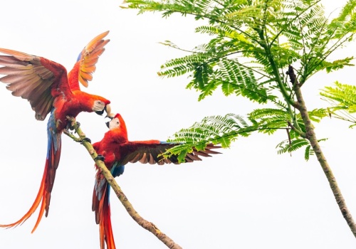 Te papugi potrafią być bardzo agresywne. W pary łączą się na całe życie