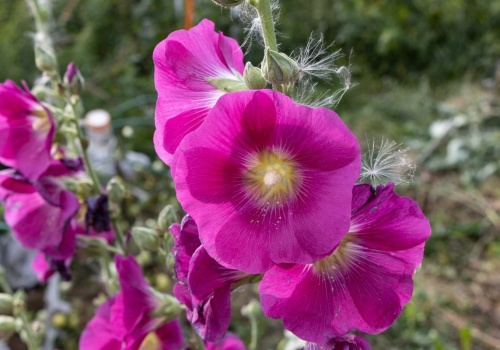 Posadziłam raz i mam spokój na lata. Same się rozsiewają, a efekt? Sąsiadki pytają o sekret