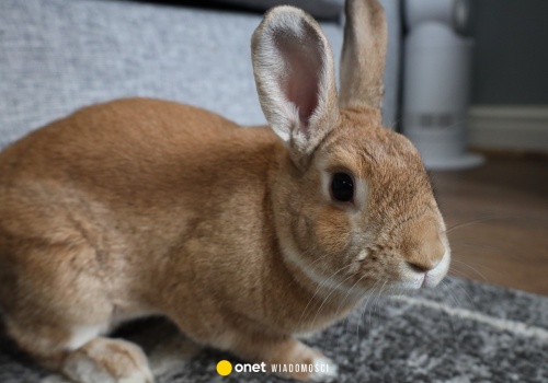 21-latek miał znęcać się nad królikiem Marcysiem. 