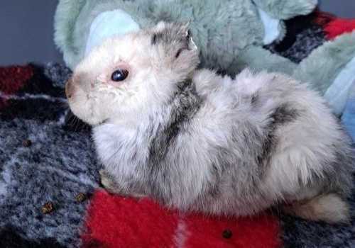 Marcyś wygrał życie. Krakowski królik, którego pokochała Polska