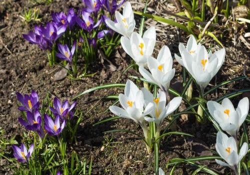 Pogoda na weekend | Wiosennie, ciepło i słonecznie