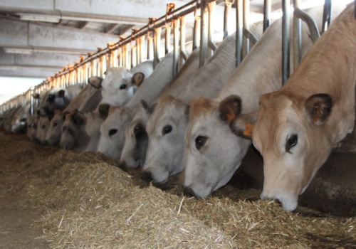 Jak uzyskać płatność w ramach ekoschematu QMP? Warunki żywienia bydła