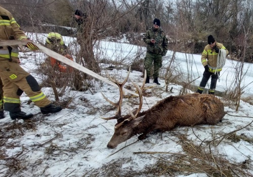 Funkcjonariusze NOSG i strażacy uratowali tonącego jelenia w rzece Bug