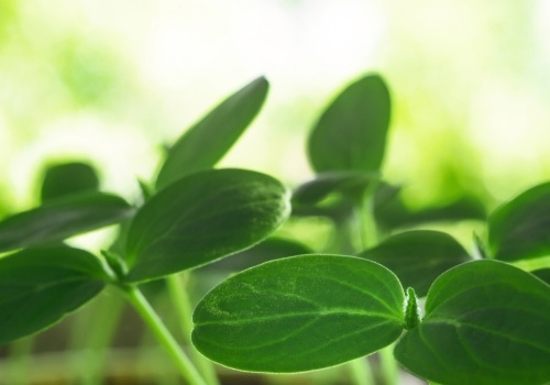 Ogórki z rozsady rosną jak szalone. Nie przegap terminu wysiewu