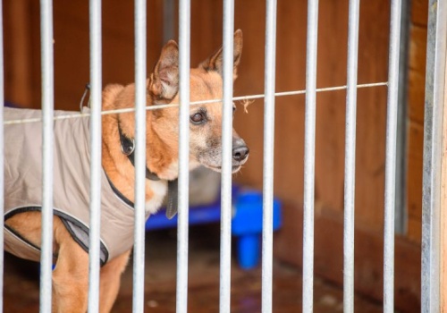 Schronisko dla Zwierząt w Łodzi będzie bardziej ekologiczne