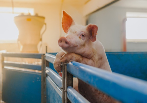 Duży wzrost cen warchlaków. Stawki najwyższe od połowy ubiegłego roku