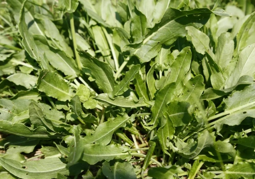 Wiosenna pielęgnacja łąk: Czy bronowanie wystarczy, by ograniczyć chwasty i poprawić plonowanie?