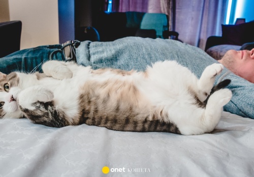 Kot śpi na Twojej klatce piersiowej lub nogach – co to znaczy?