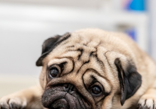 Nie tylko buldogi i mopsy. Inne rasy psów też są zagrożone