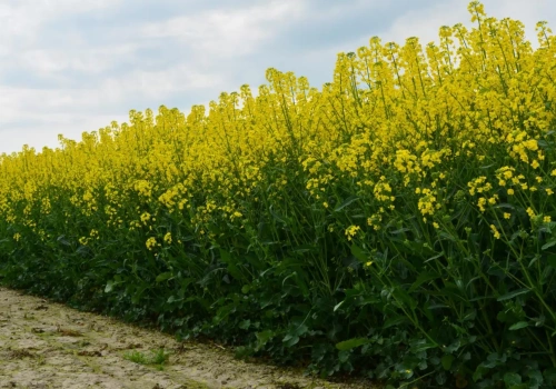 Nowe odmiany rzepaku 2026. COBORU pokazuje listę
