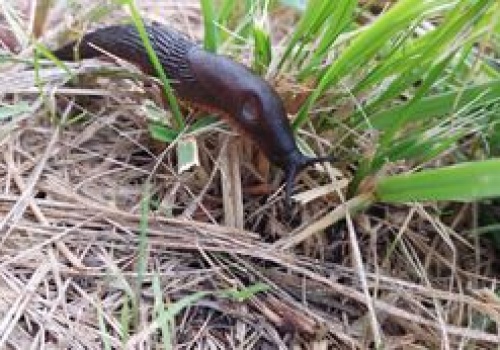 Trutka na ślimaki może być niebezpieczna. Oto, czym ją zastąpić