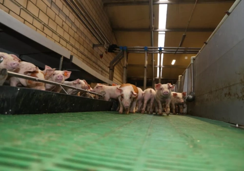 Ponad miliard złotych rocznie na likwidację stad. Choroby zakaźne uderzają w budżet i producentów