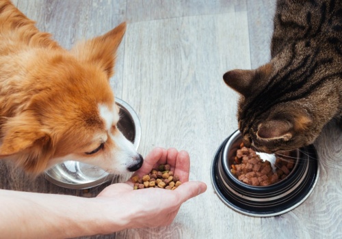 Ta karma może narażać psy i koty. Wykryto 