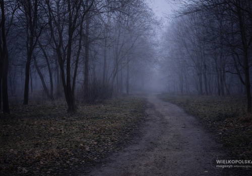 Makabryczne odkrycie w poznańskim Parku Górczyńskim. Służby prowadziły działania od wczesnego rana