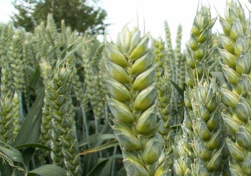 Jakie odmiany zbóż wybrać? Lista Odmian Zalecanych 2026