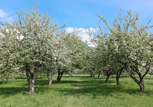 Każdej wiosny podlewam tym jabłonie. W sezonie gałęzie są pełne jabłek