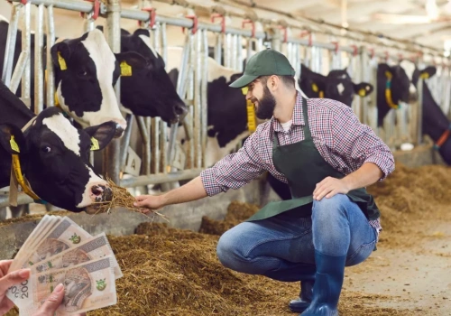 Mleko tanieje, świat zmienia zasady gry. Rolnicy mogą to odczuć