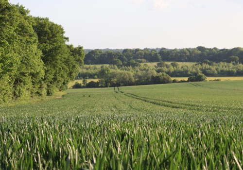 Co dzieje się z dzierżawami oddawanymi przez GoodValley? Ile przetargów rozstrzygnał KOWR?