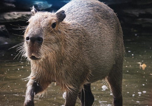 Wisła Kraków obejmuje patronatem kapibary z krakowskiego ZOO. Klub: „Razem możemy więcej – na boisku i poza nim”