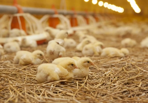 Najwięksi producenci drobiu w Afryce. Kto rządzi rynkiem mięsa i jaj?