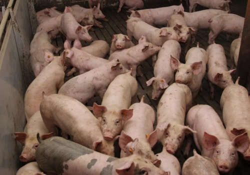 Mleko w proszku i świnie drożeją. Czy to koniec kryzysu w rolnictwie?