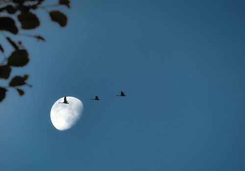 Jedna jaskółka wiosny nie czyni, ale powracające ptaki - już tak!