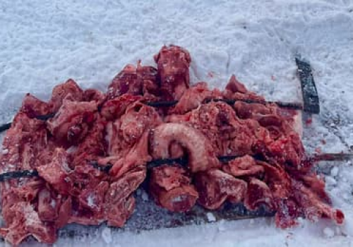 Koniec z mięsem pod czatowniami fotograficznymi? Naukowcy chcą zakazu nęcenia dużych drapieżników